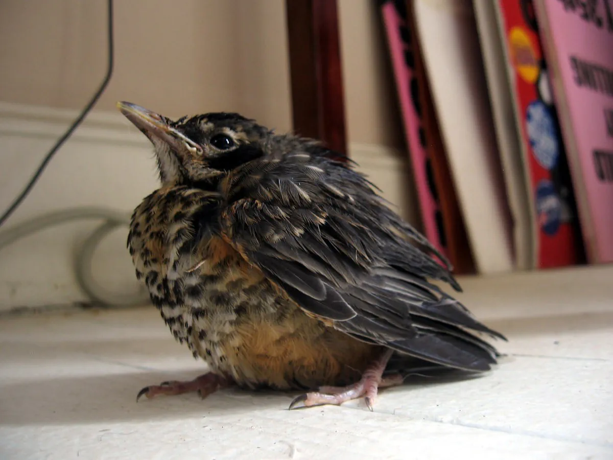 Fledgling Robin