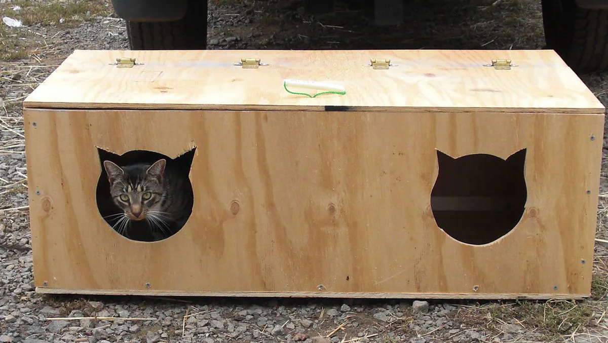 CAT BOX!!!