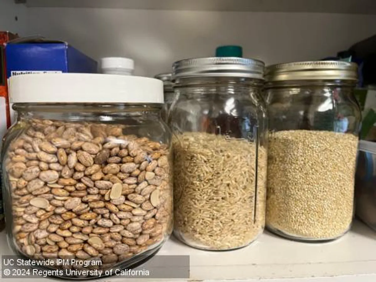 Row of three glass jars of dried beans, brown rice, and quinoa in a kitchen cupboard. Credit: Karey Windbiel-Rojas, UC IPM
