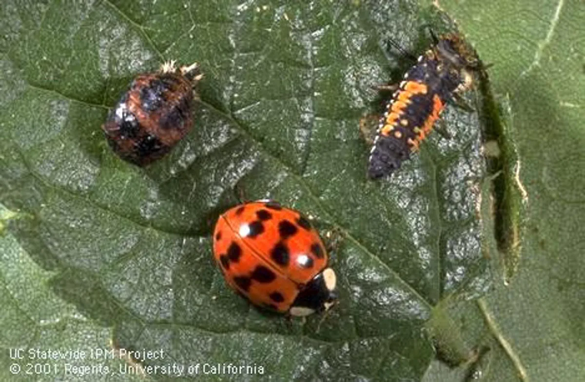 Adult, pupa and larva of Asian lady beetle collected from rose, (3/4x), Davis Credit: Jack Kelly Clark, UC IPM